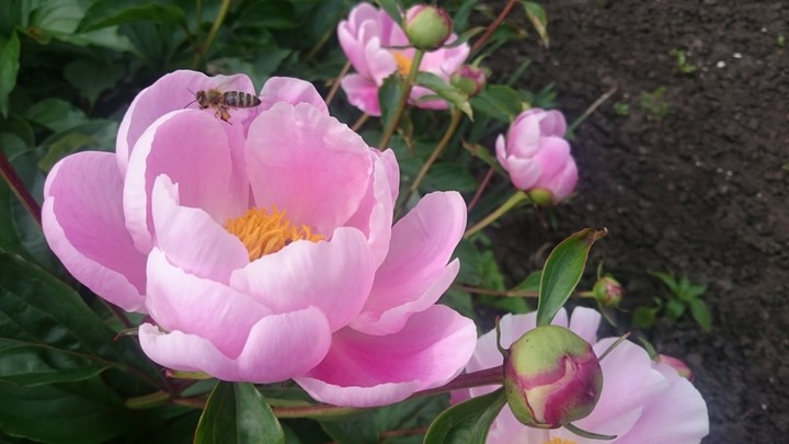 Peonies