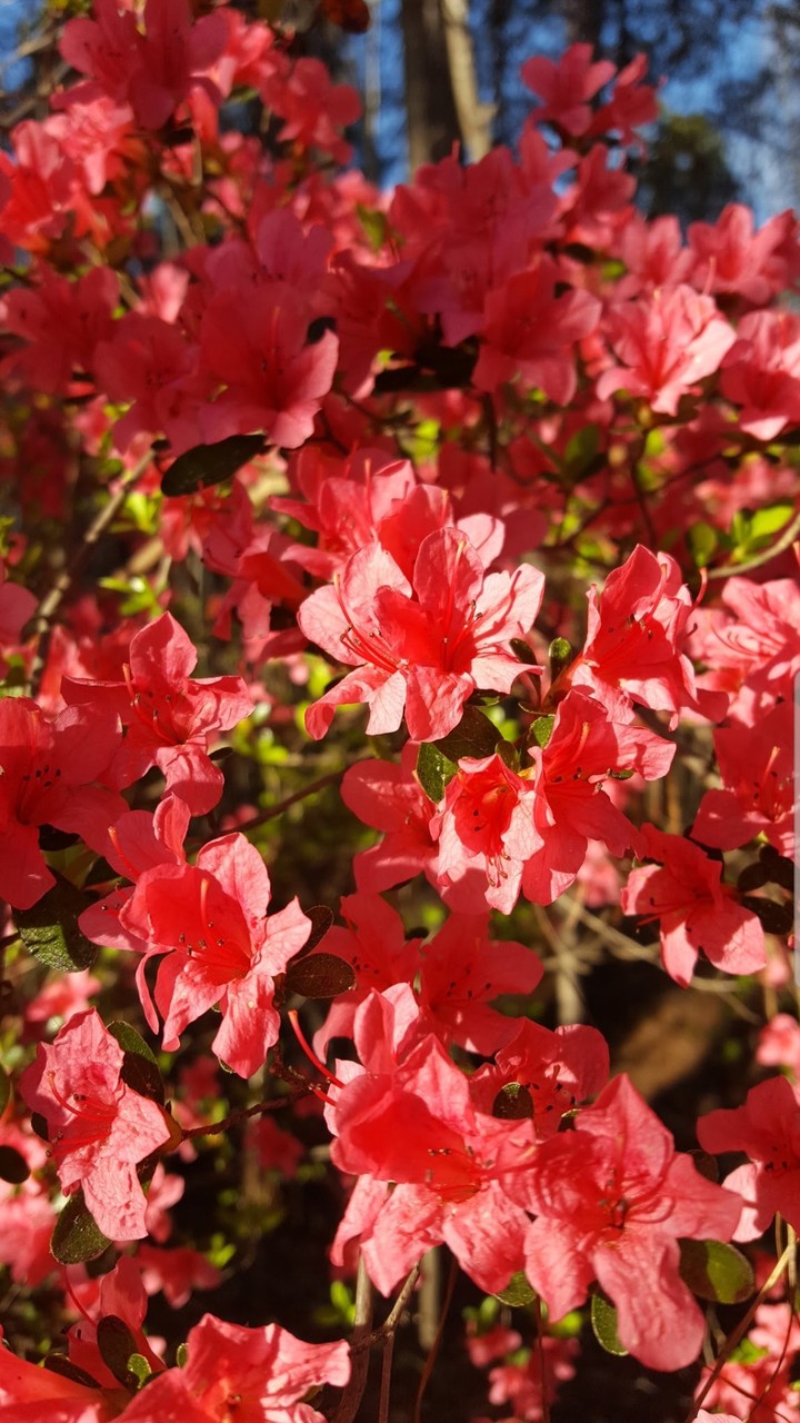 Azaleas in Awe