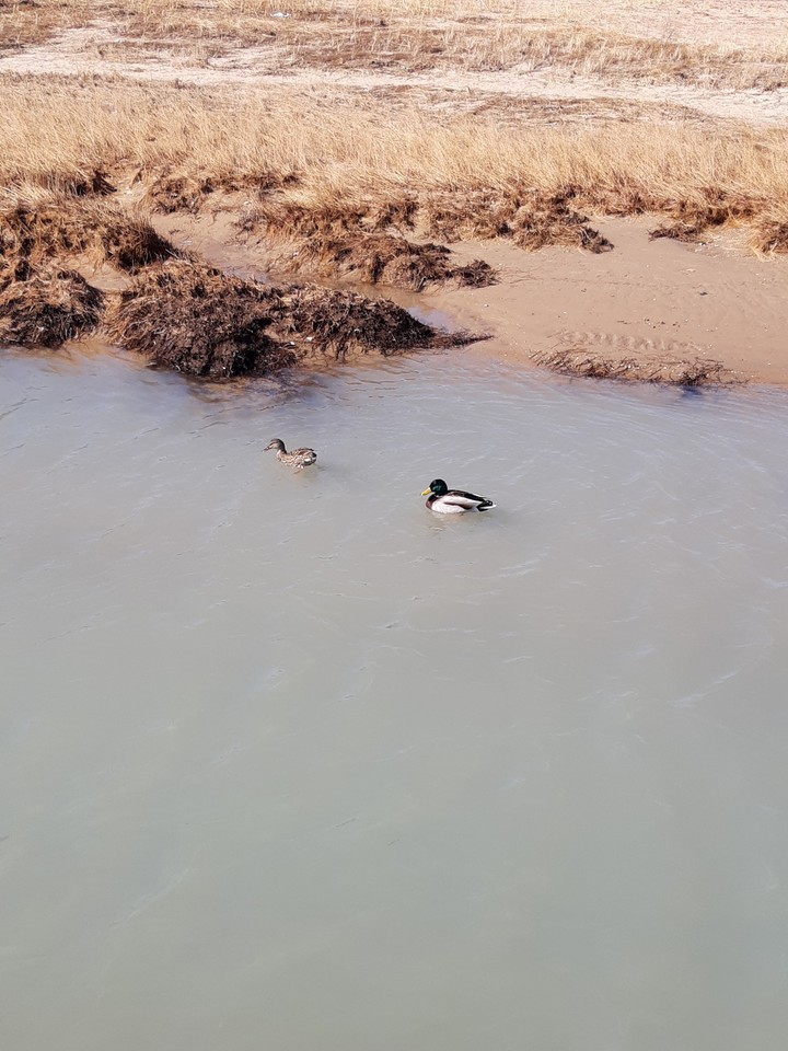 Duck Couple