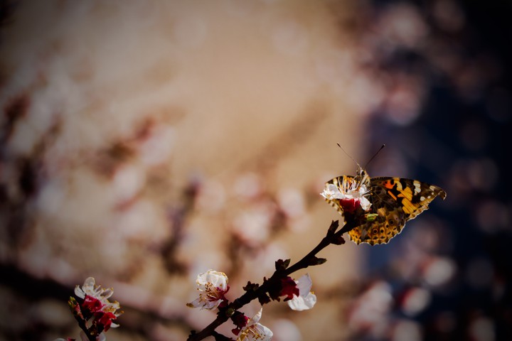 The Butterfly