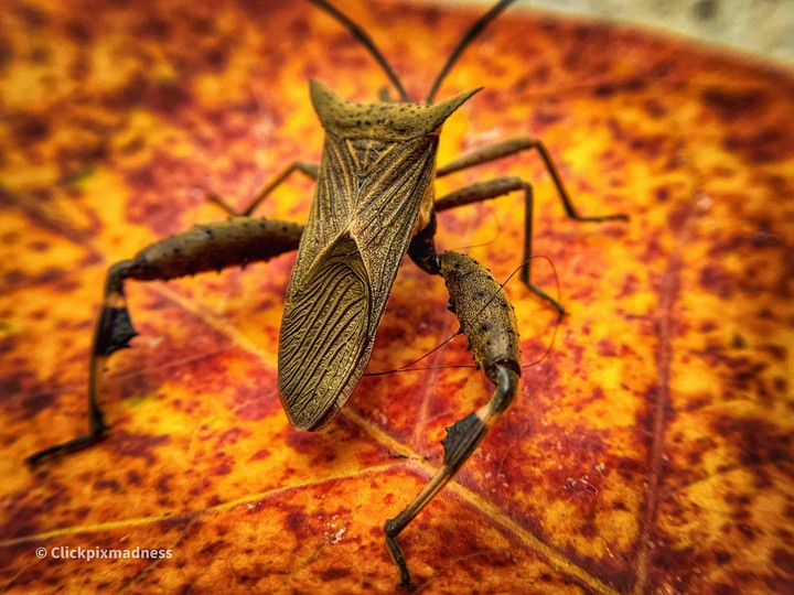 insects