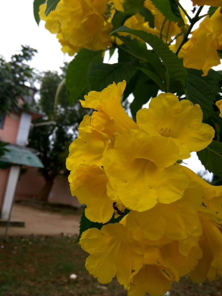 yellow flower