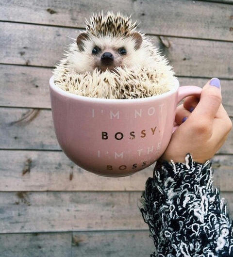 like a boss