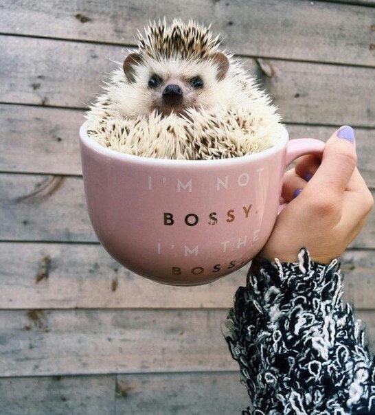 like a boss