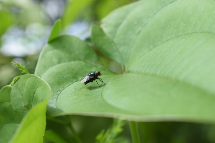 eye