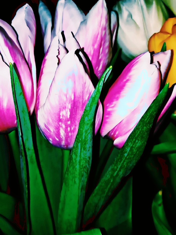 Spring flowers