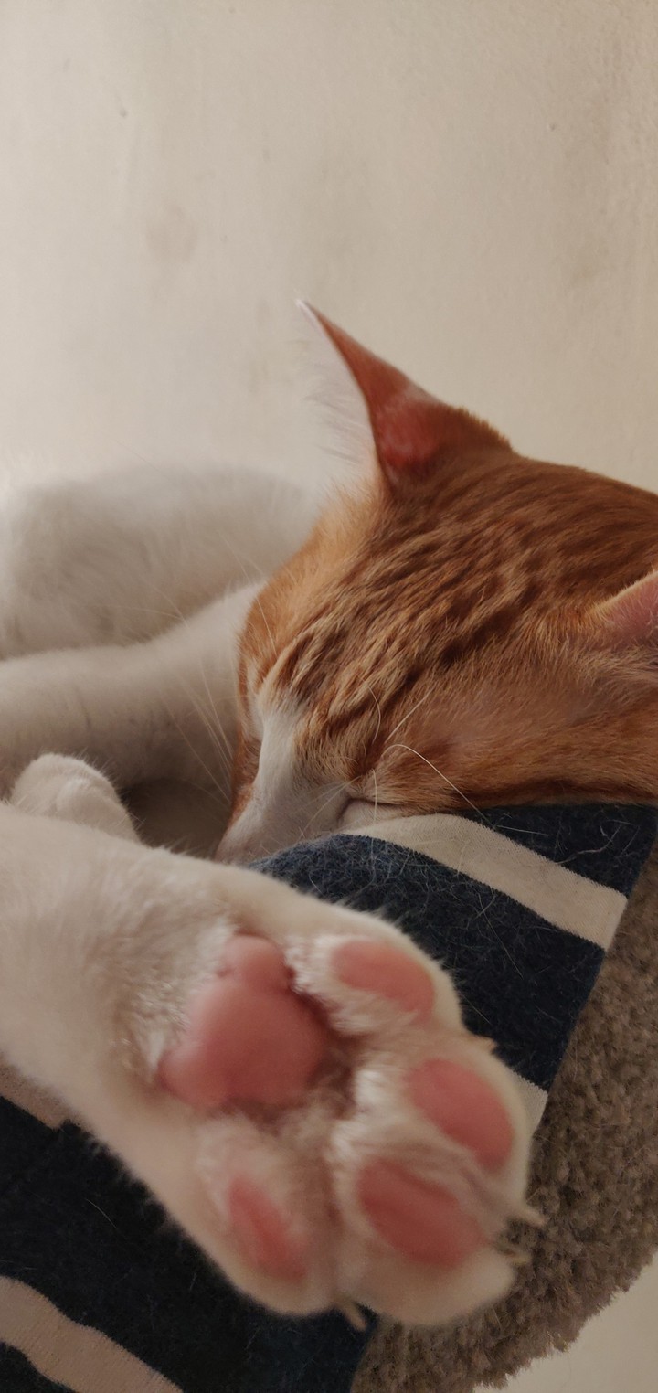 Sleepy head