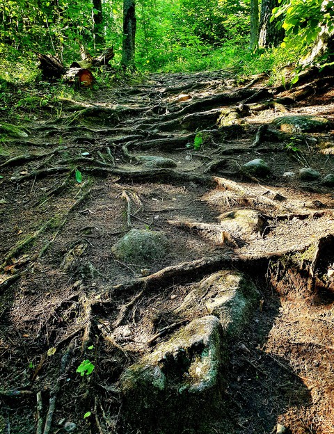 roots