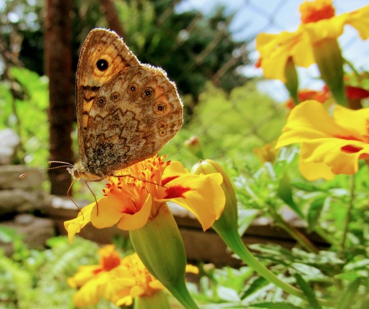 butterfly