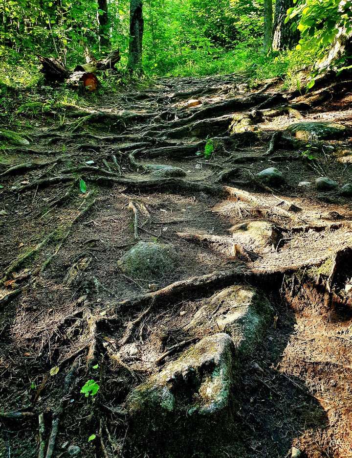 roots