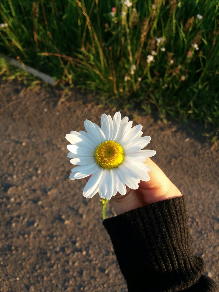 Sun and flower