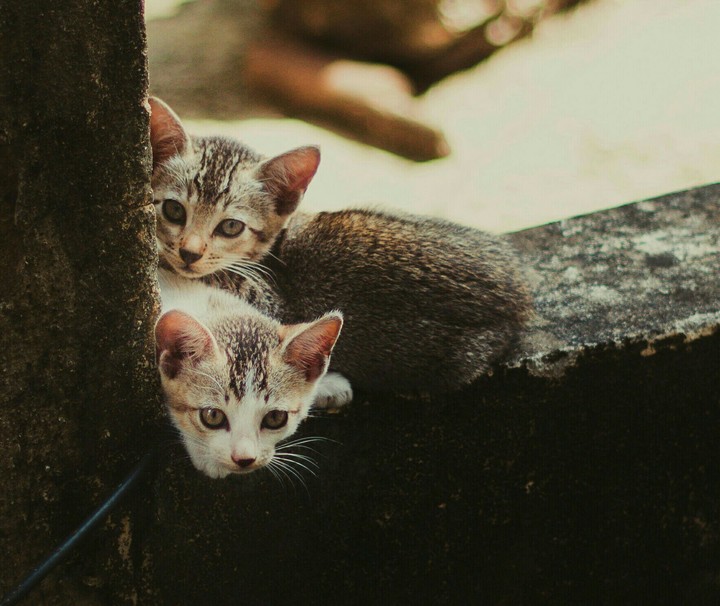 cuteness