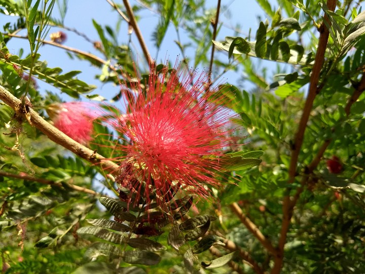 Blossom