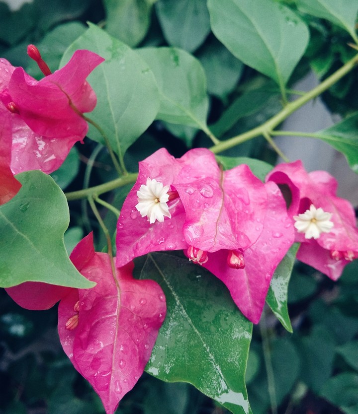 rain