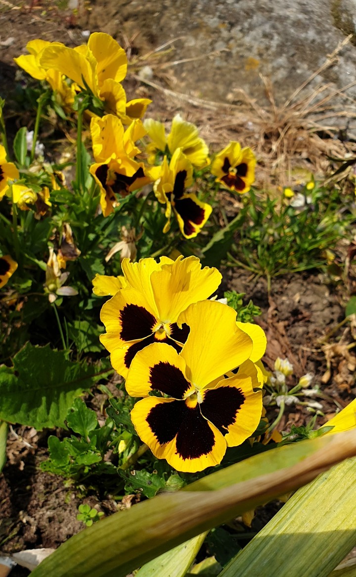 Sunshine yellow