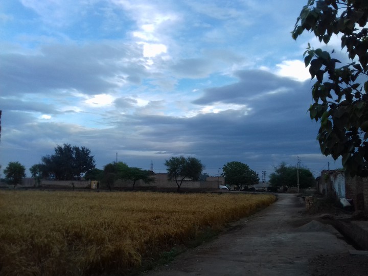 Crop