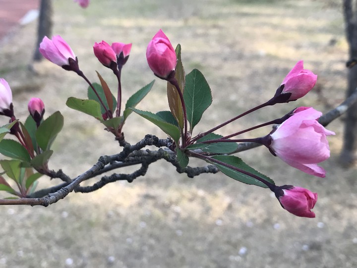 malus micromalus