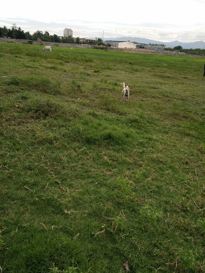 dog
