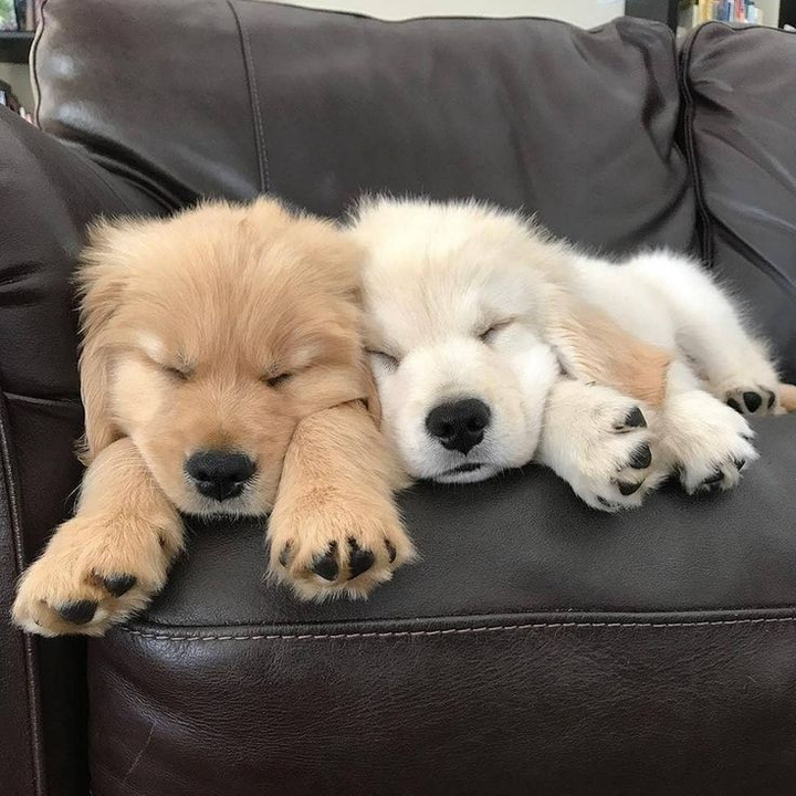 It dogs are going to sleeping.