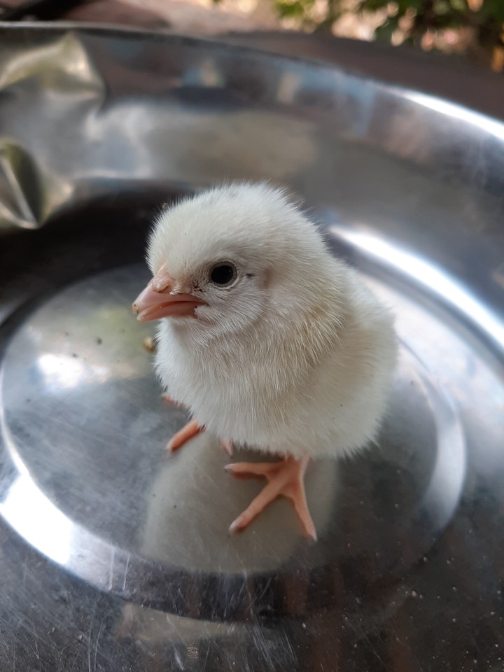 pollito