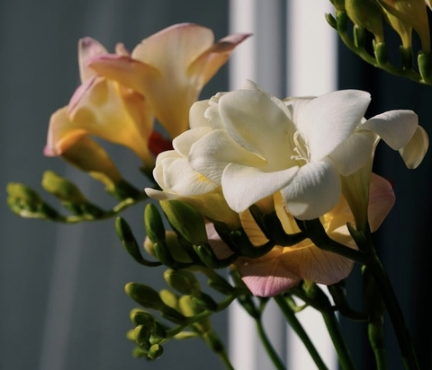 Crocus, flower桌布