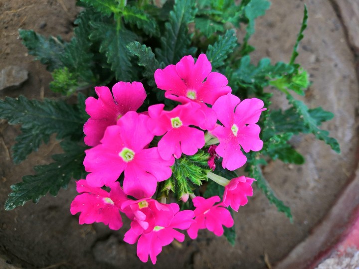 pink