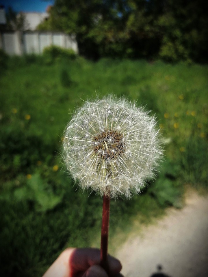 Dandelion