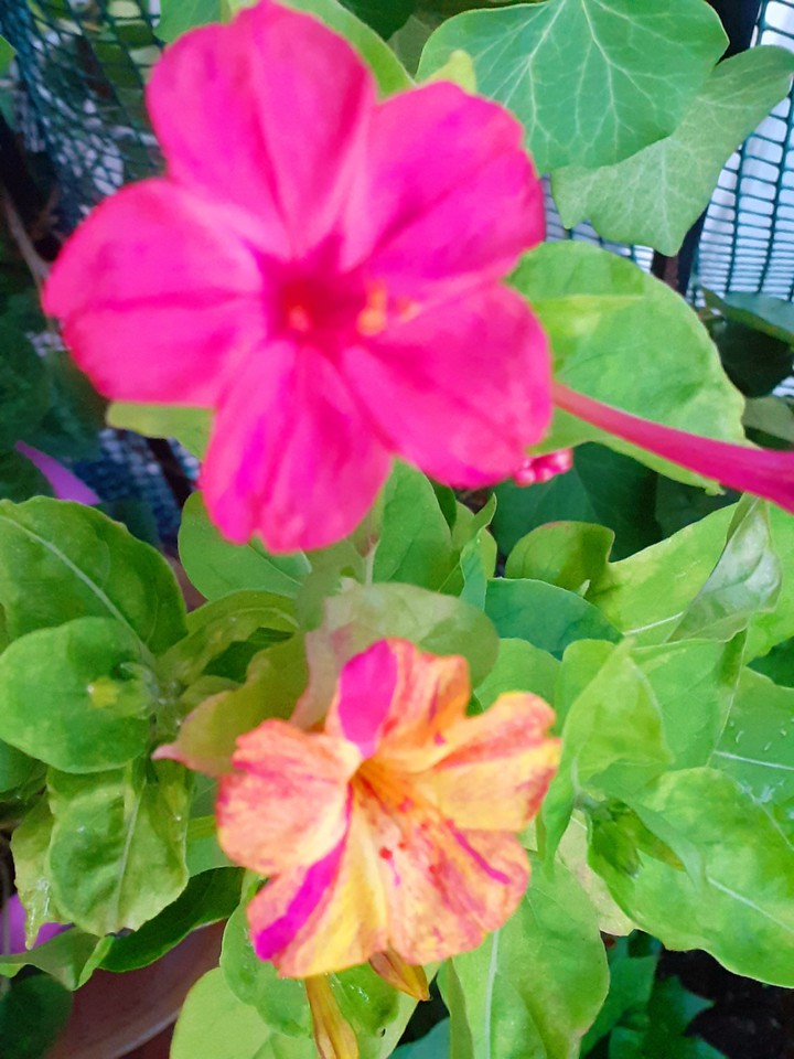 piccoli fiori