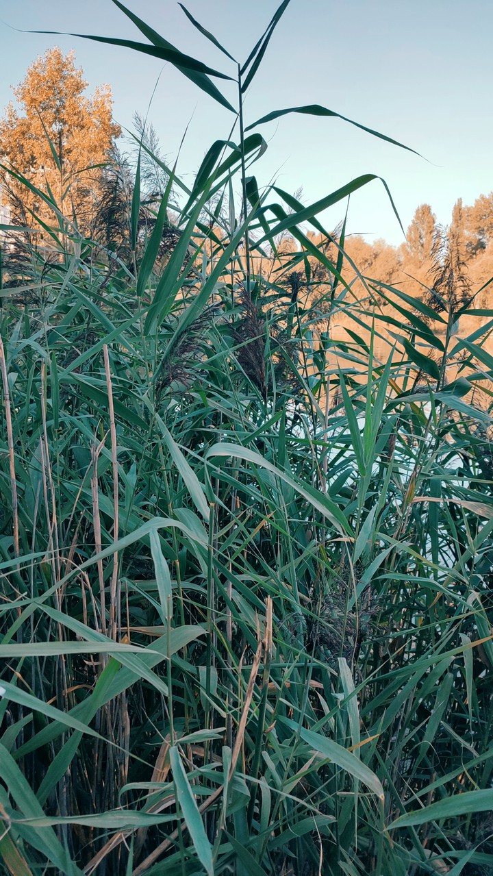 reeds