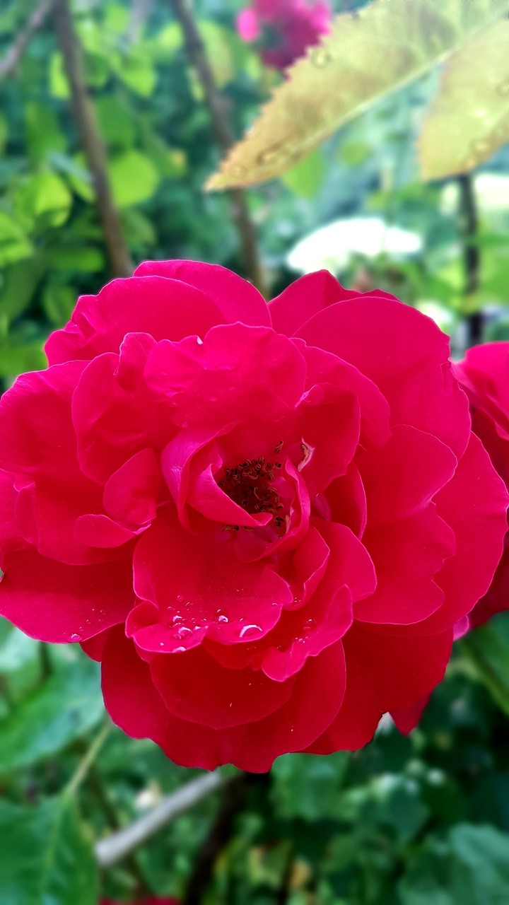 rose