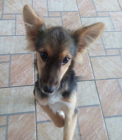 carnivoran, dog Hintergrundbilder