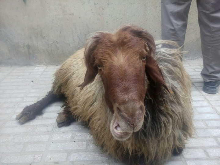 گوسپند