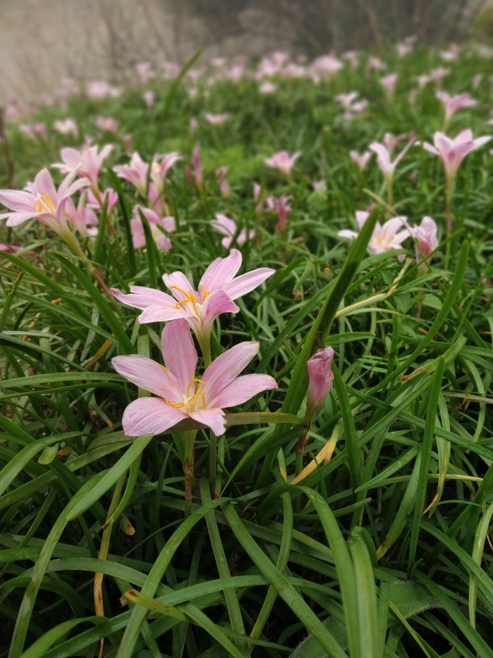 Pink Grass Flower