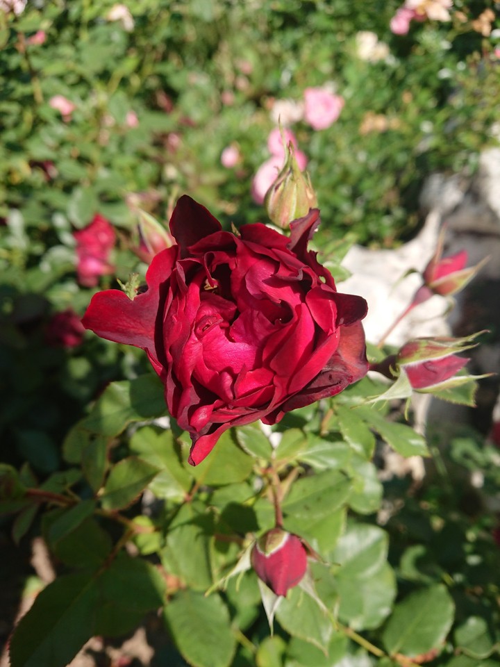 Red rose