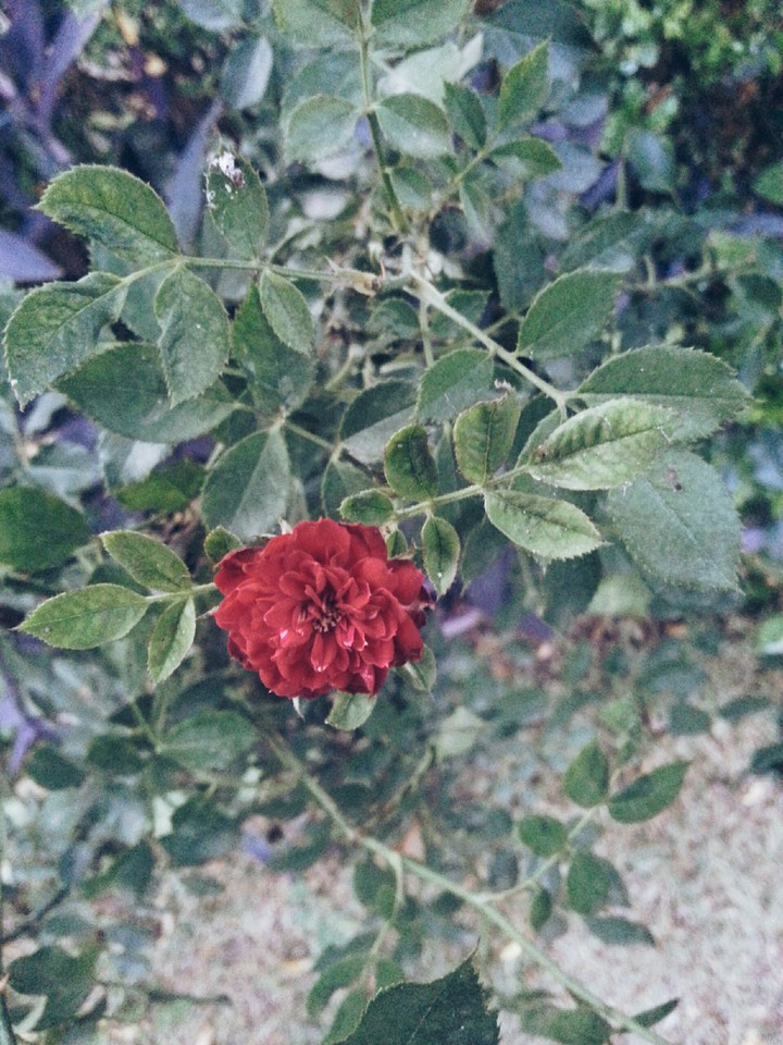 Rose all alone