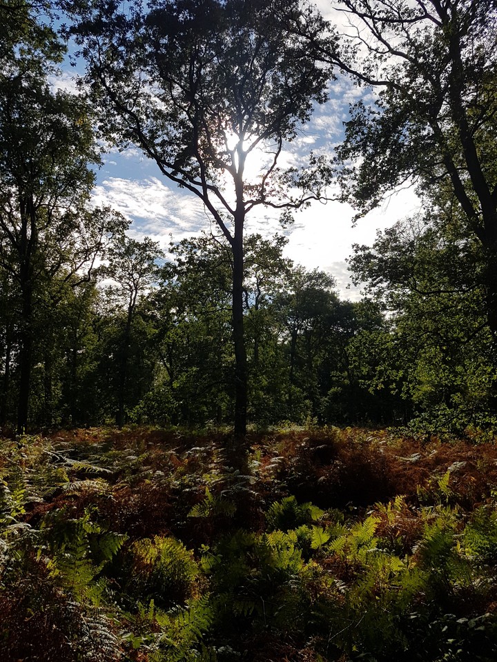 Waldspaziergang