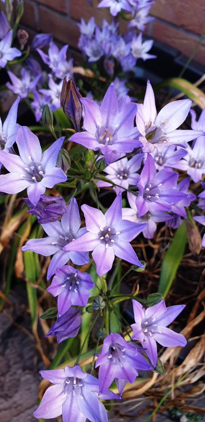 Tritelia queen fabiola