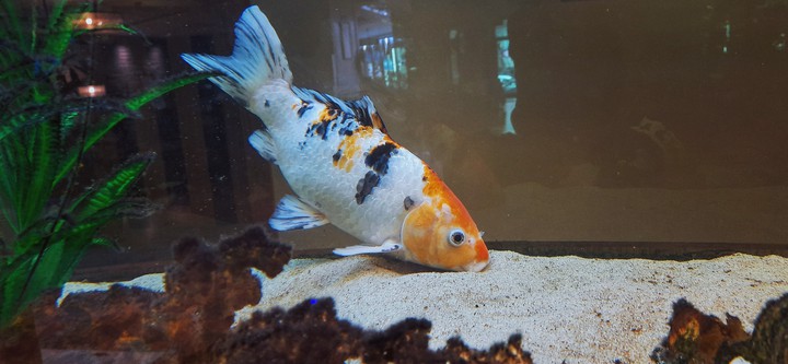 golden fish