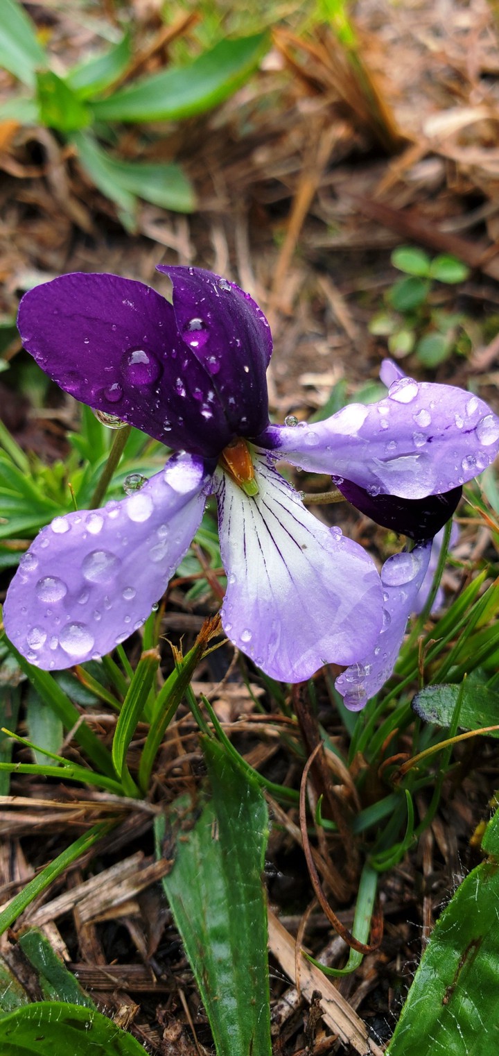 Droplets