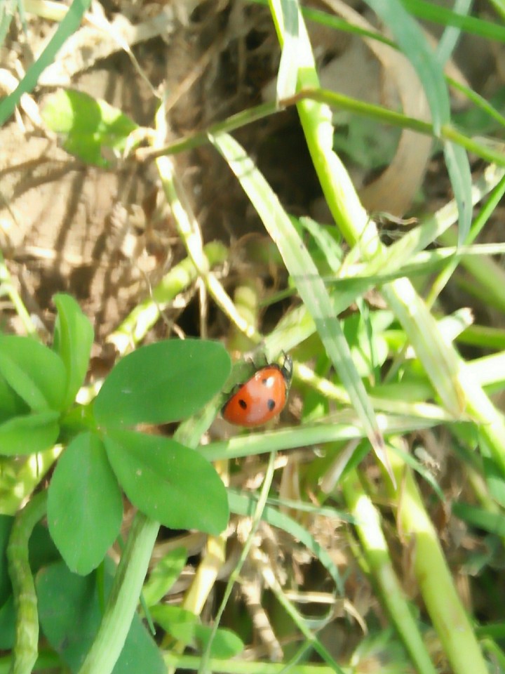 Insects