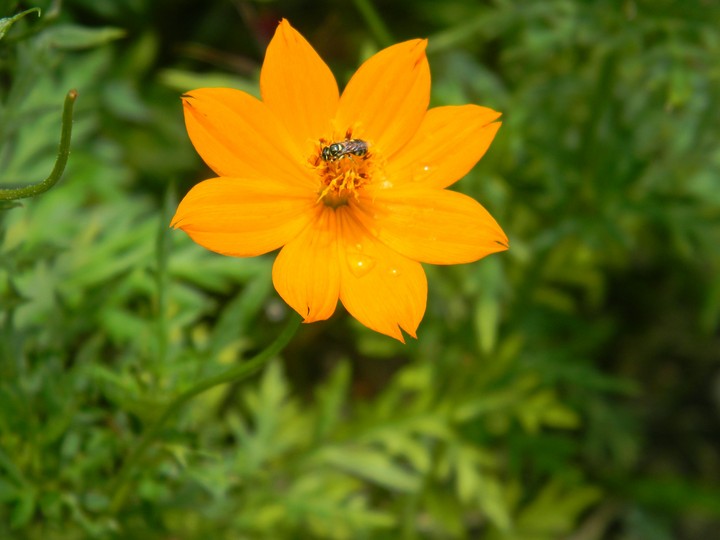 wild flower