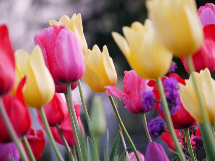 tulip