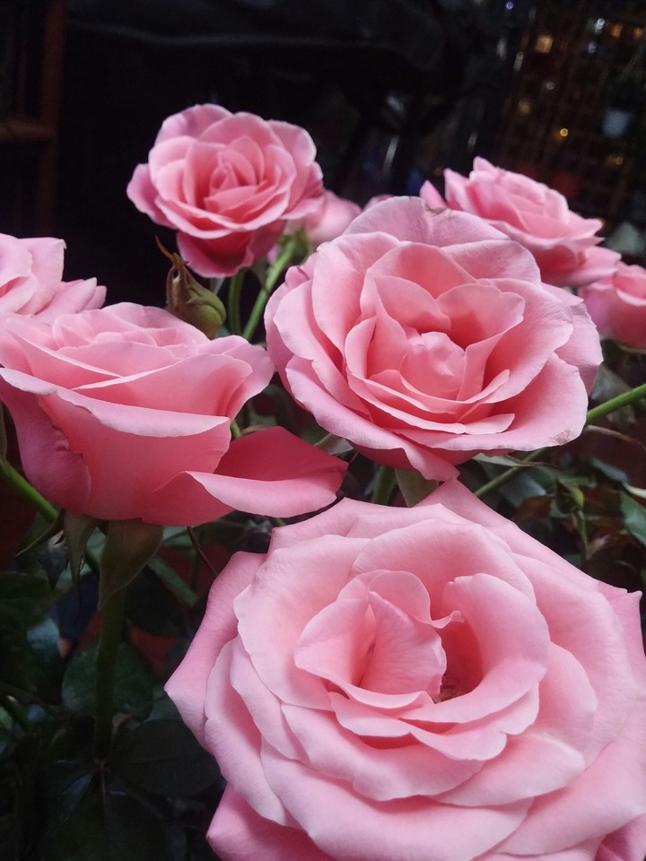 rose