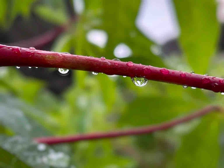 rain