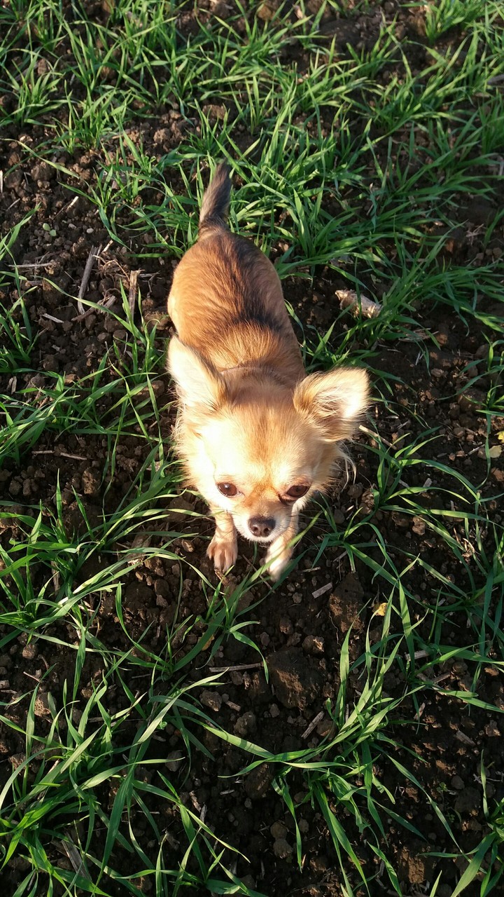 süsser Chihuahua