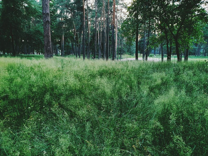forest