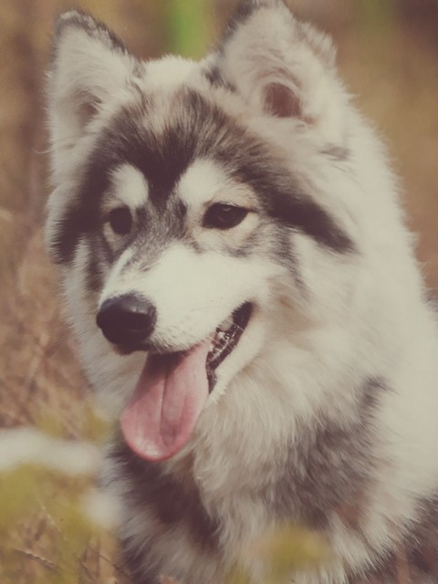 dog