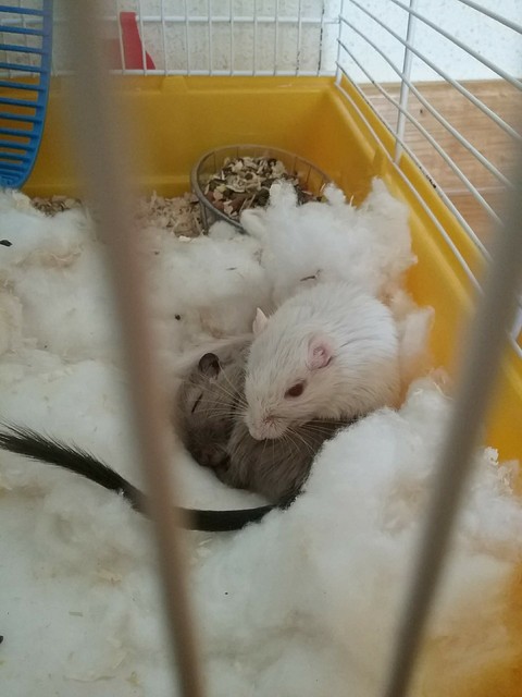 mis ratones