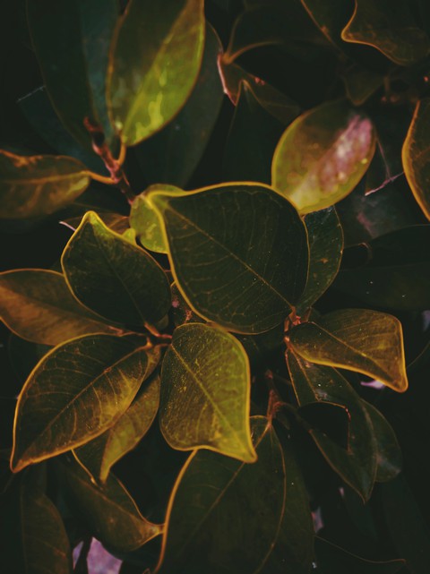 The Glossy Leaf's
