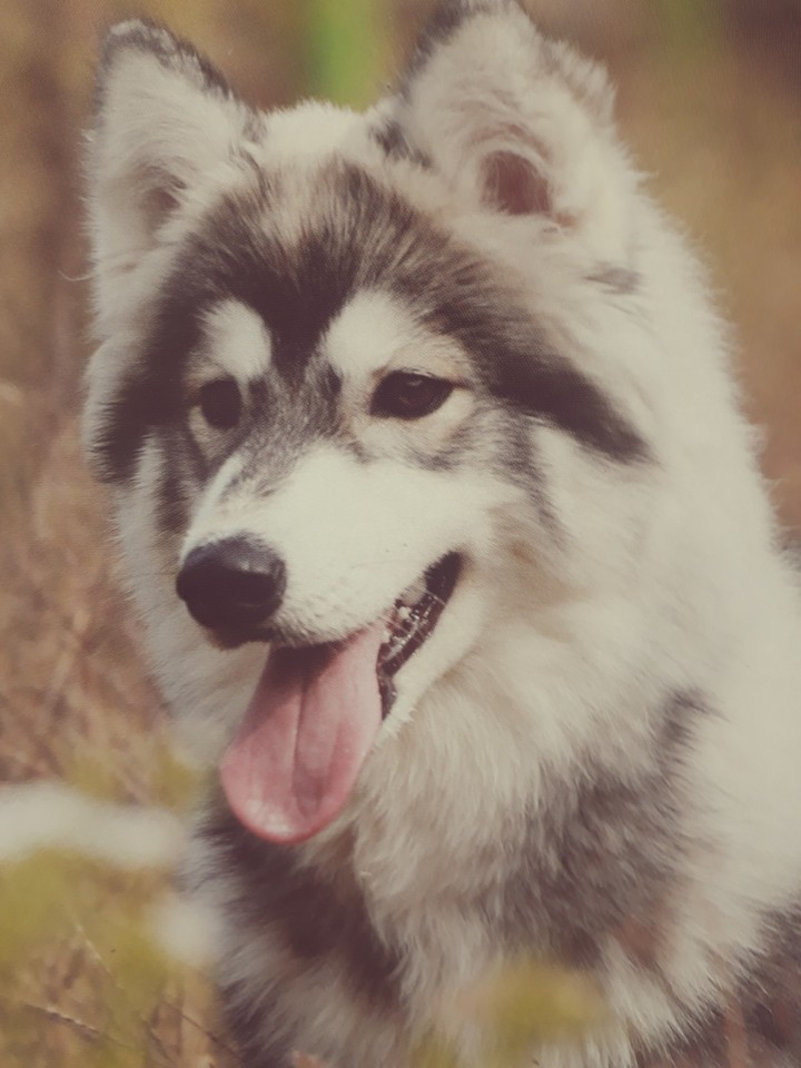 dog